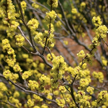 Lindera benzoin