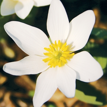 Sanguinaria canadensis '' (021477)