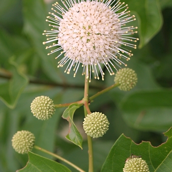 Cephalanthus occidentalis 'Sputnik'