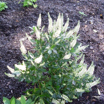 Clethra alnifolia 'Hummingbird'