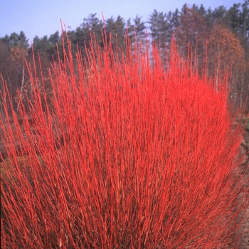 Cornus sericea 'Cardinal'