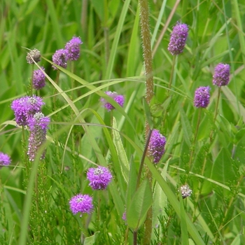 Dalea purpurea