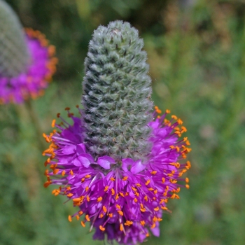 Dalea purpurea 