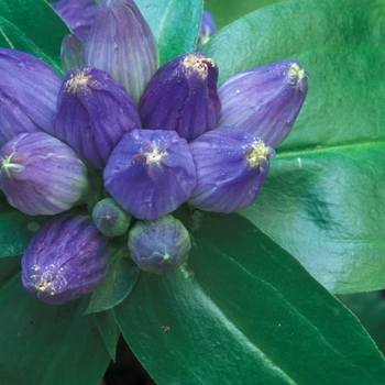 Gentiana clausa