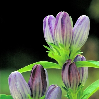 Gentiana andrewsii 