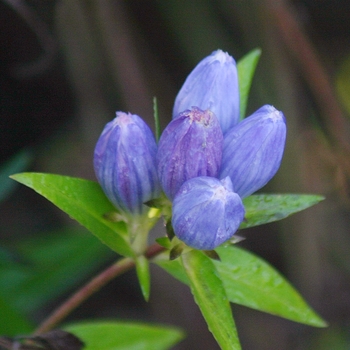 Gentiana andrewsii