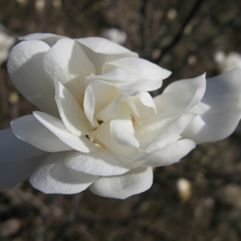 Magnolia stellata