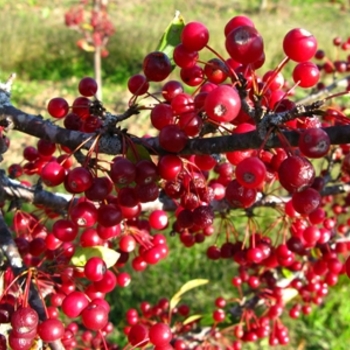 Malus sargentii 