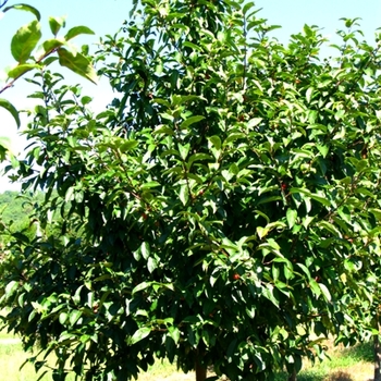 Malus 'Camzam' 