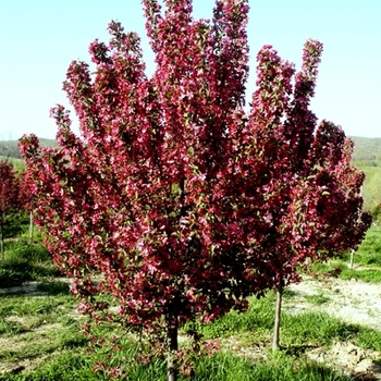 Malus 'Robinson' 