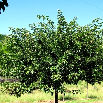 Malus sargentii 'Tina' 