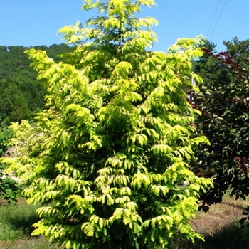 Metasequoia glyptostroboides 'Ogon'