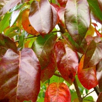 Nyssa sylvatica 'Hayman's Red'