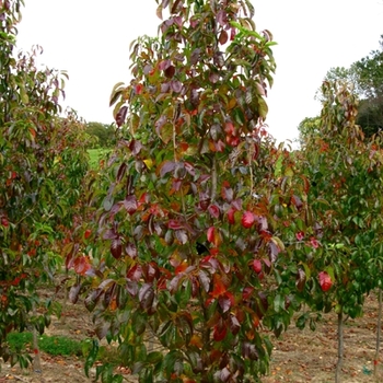 Nyssa sylvatica 'Hayman's Red' 