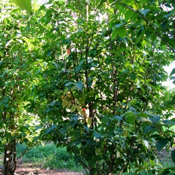 Syringa reticulata 'Ivory Silk'