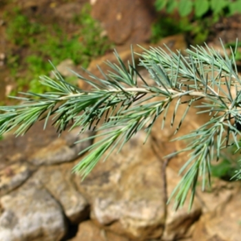 Cedrus deodara