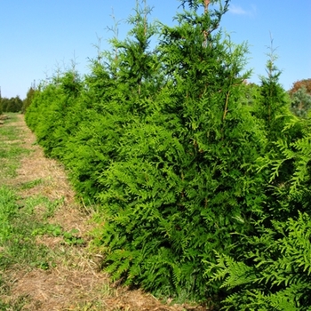 Thuja 'Green Giant'