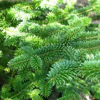 Abies balsamea var. phanerolepis