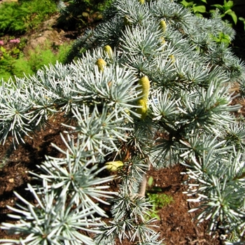 Cedrus atlantica