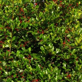 Ilex opaca 'Greenleaf' 