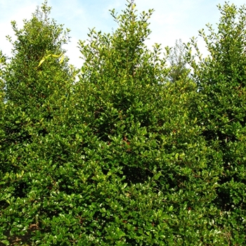 Ilex opaca 'Greenleaf'