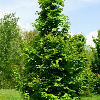 Parrotia persica