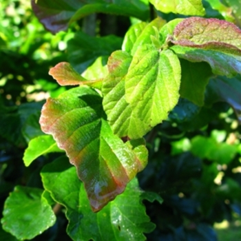 Parrotia persica 