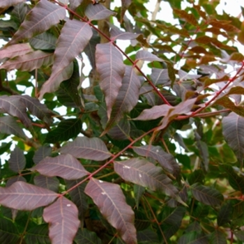 Pistacia chinensis