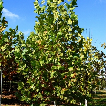 Platanus x acerifolia 'Yarwood' 