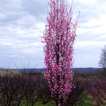 Prunus persica 'Corinthian Rose' 11564