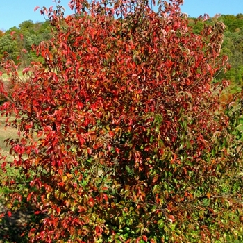 Pyrus fauriei 'Westwood' 