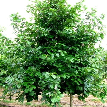 Quercus bicolor