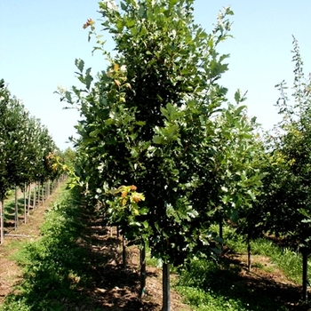 Quercus robur x macrocarpa 'Heritage®'