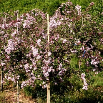 Syringa pubescens ssp. julianae 'Hers' 