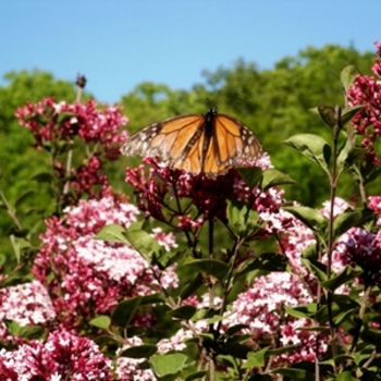 Syringa 'Tinkerbelle' 'Bailbelle' PP12294