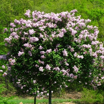 Syringa meyeri 'Palibin'