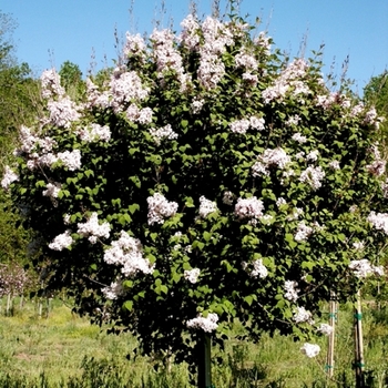 Syringa 'Fairy Dust™' 'Baildust' PP15152