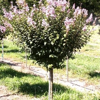 Syringa pekinensis 'Summer Charm®'