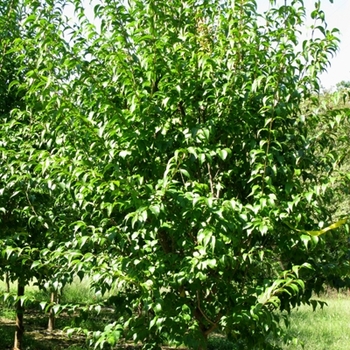 Syringa pekinensis 'Summer Charm®' 8951