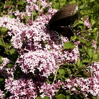 Syringa 'Prince Charming®' 'Bailming' PP16349