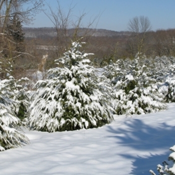 Tsuga canadensis 