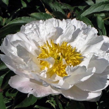 Paeonia lactiflora 'Miss America' 