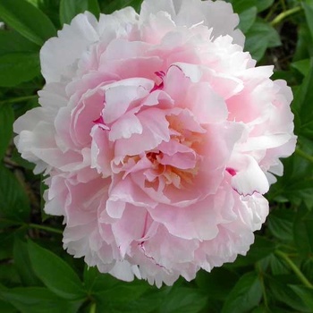 Paeonia lactiflora 'Angel Cheeks' 