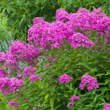 Phlox paniculata 'Robert Poore' 