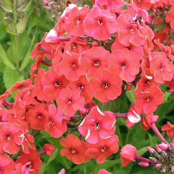 Phlox paniculata 'Red Riding Hood' 