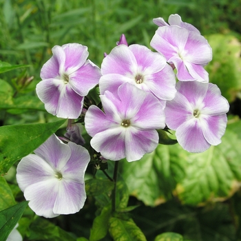 Phlox paniculata 'Prospero' 