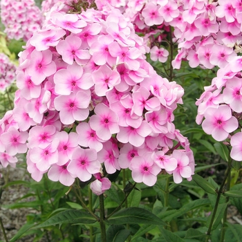 Phlox x arendsii 'Ping Pong' 