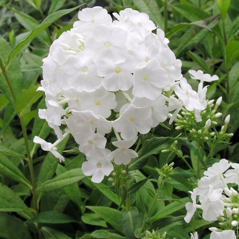 Phlox paniculata 'Mount Fuji' 