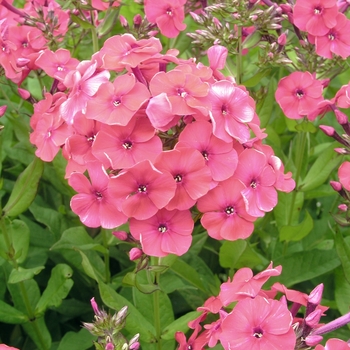 Phlox x arendsii 'Miss Mary' 