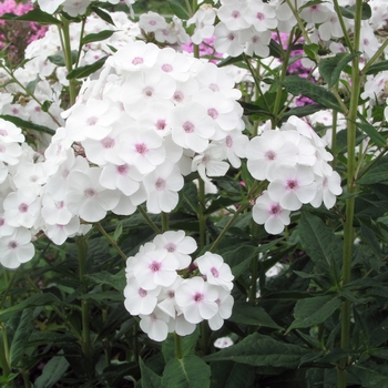 Phlox x arendsii 'Miss Jill' 